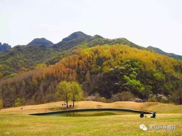 百花菜怎么吃法